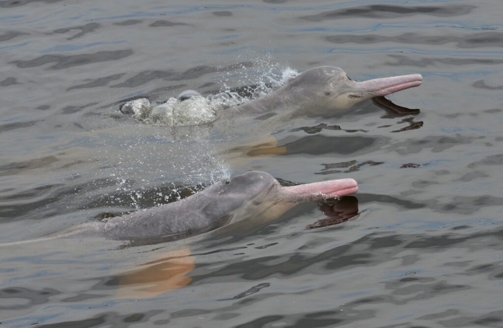 Ante llegada de El Niño, MinAmbiente activa plan para proteger manatíes y delfines de río en la Orinoquía