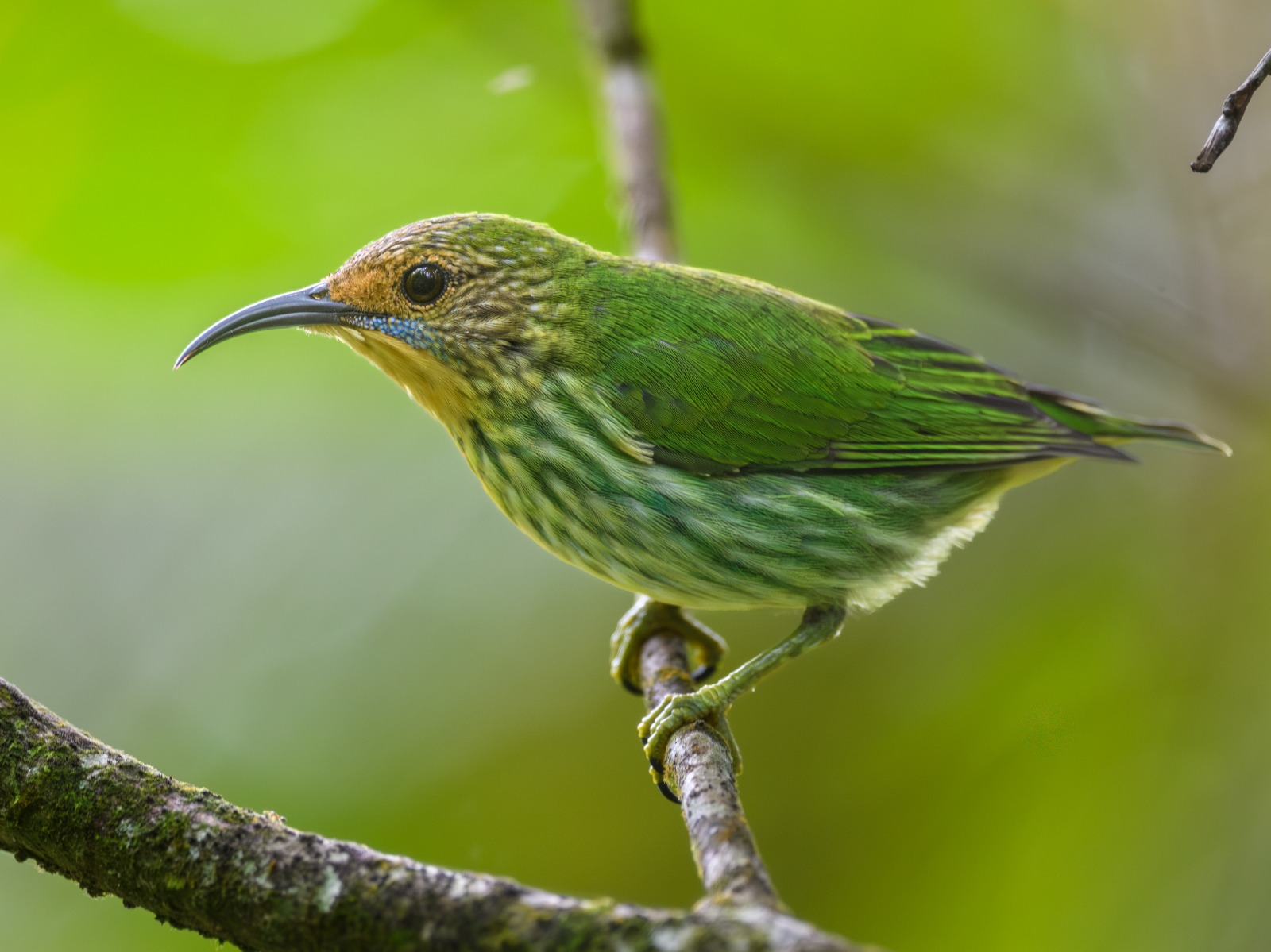 Villavicencio se convierte este sábado en escenario mundial para observar aves