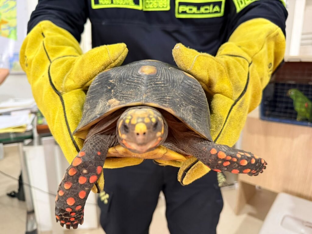 Tres especies silvestres llegaron a manos de la Policía en Puerto Gaitán: ¿qué pasará con ellas? 2 Tres especies silvestres llegaron a manos de la Policía en Puerto Gaitán: ¿qué pasará con ellas? 2