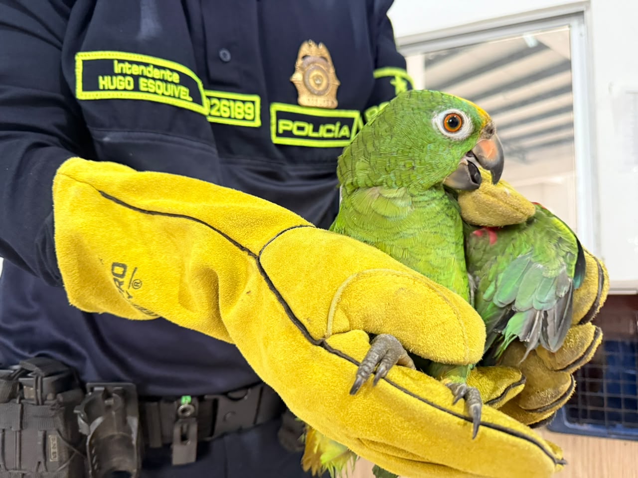 Tres especies silvestres llegaron a manos de la Policía en Puerto Gaitán: ¿qué pasará con ellas? 1