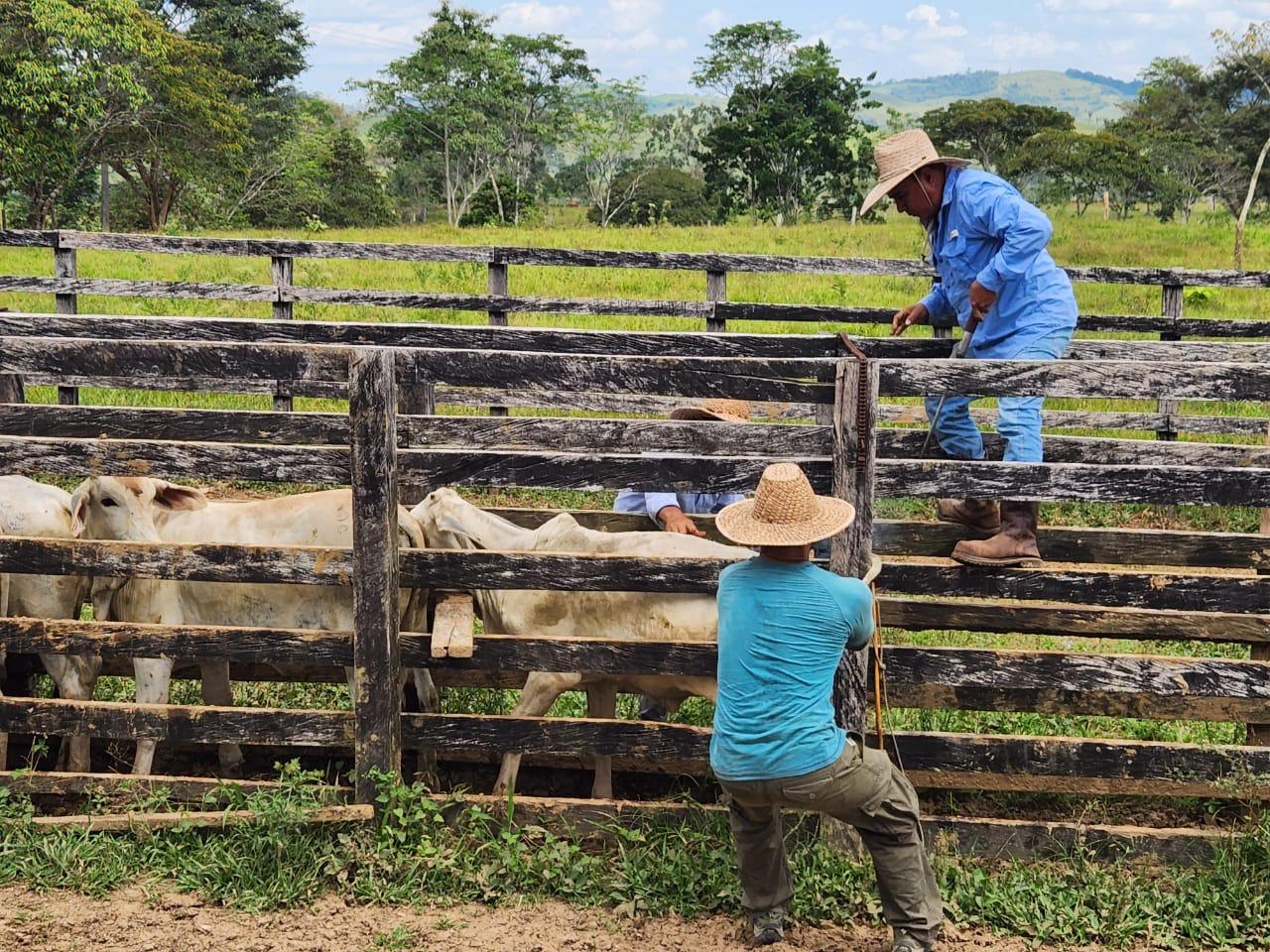 Vacunación contra la fiebre aftosa en Colombia comenzará el 27 de octubre 1