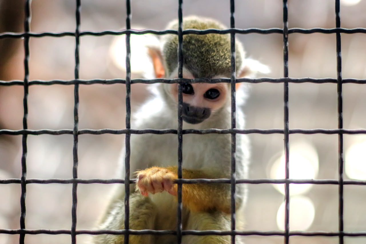 Un animal silvestre no es una mascota: así puede denunciar su tráfico ilegal 1